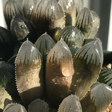 Haworthia Cooperi