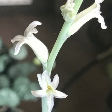 Haworthia retusa 'White Ghost'