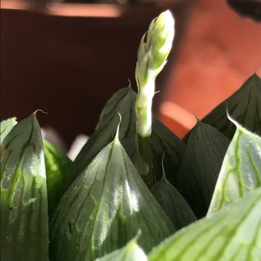 Haworthia Cymbiformis