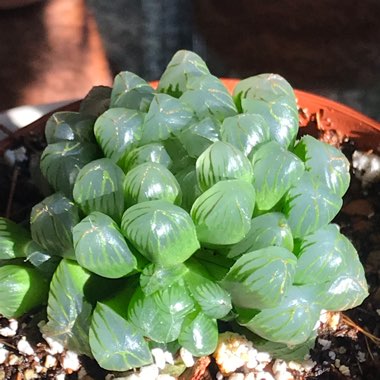 Haworthia cooperi var pilifera