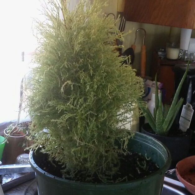 Plant image Cupressus macrocarpa 'Golden Pillar'