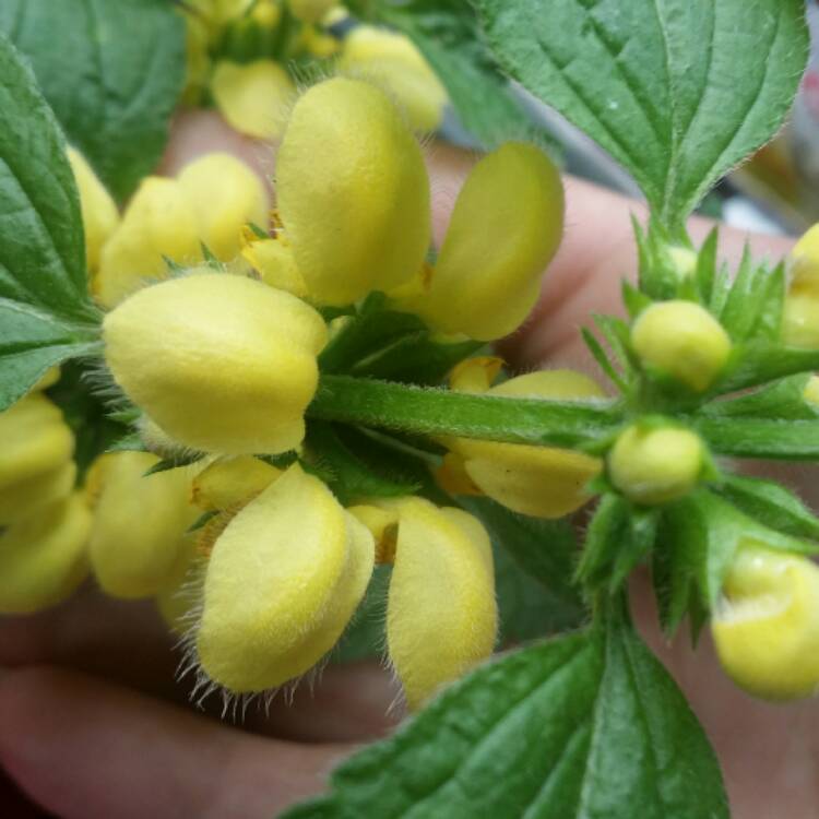 Plant image Lamium galeobdolon