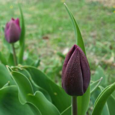 Tulip 'Queen Of Night' (Single Late)