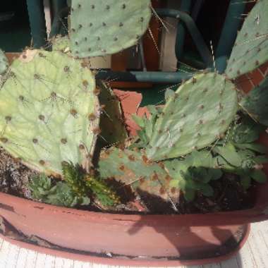 Prickly Pear