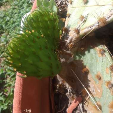 Prickly Pear