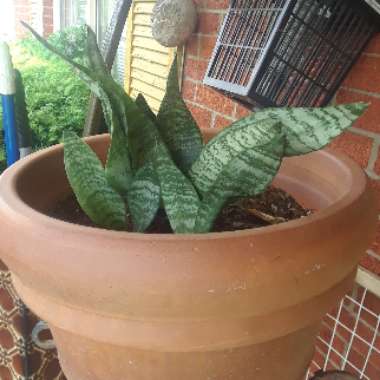 Snake Plant