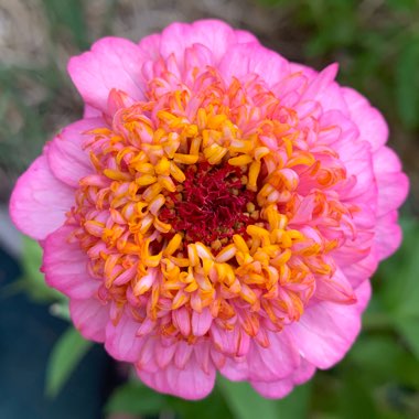 Zinnia elegans 'Illumination'