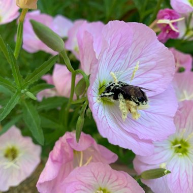 Oenothera speciosa