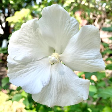 Hibiscus Syriacus 'Diana'