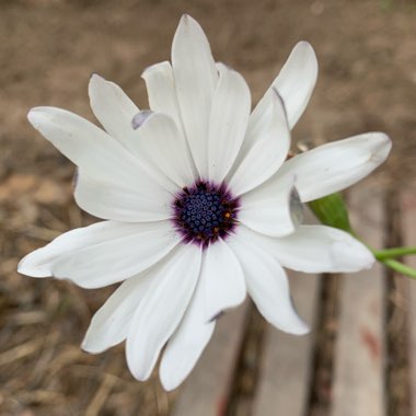 Osteospermum