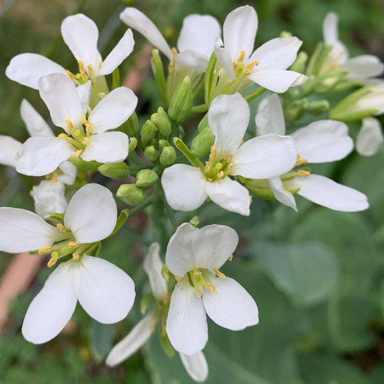 Plant image Brassica oleracea (Alboglabra Group)