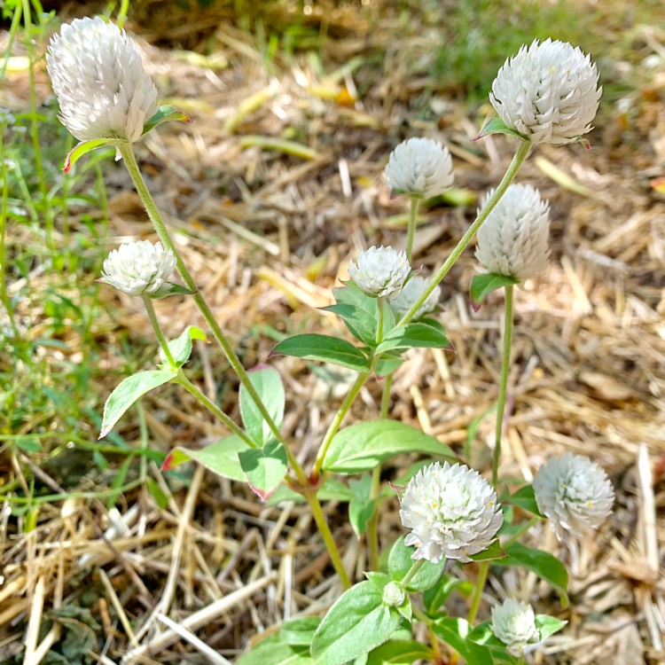 Plant image Gomphrena globosa