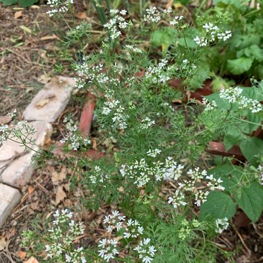 Coriandrum sativum