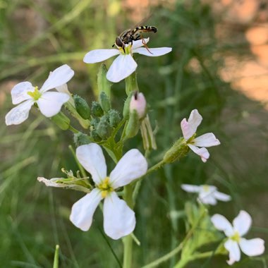 Raphanus sativus 'French Breakfast'