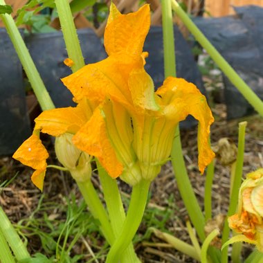 Cucurbita Pepo var. Cylindrica 'Romanesco'