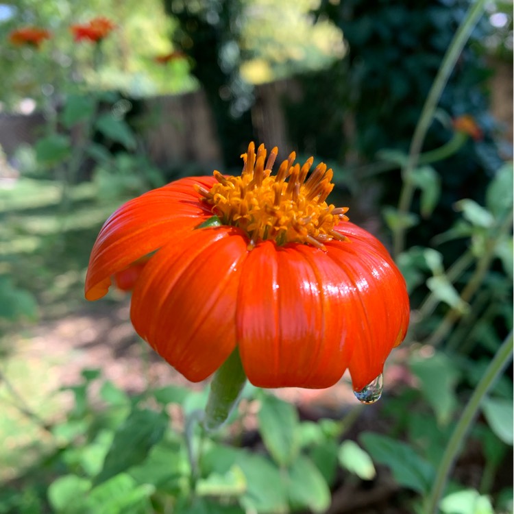 Plant image Tithonia Red Torch