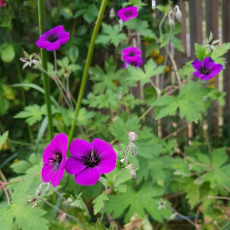 Plant image Geranium 'Ann Folkard'