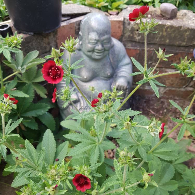 Plant image Potentilla x cultorum 'Flamenco'