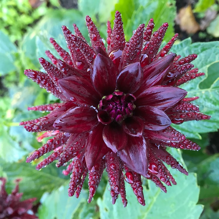 Plant image Dahlia 'Tamburo'