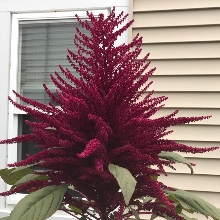 Plant image Amaranthus