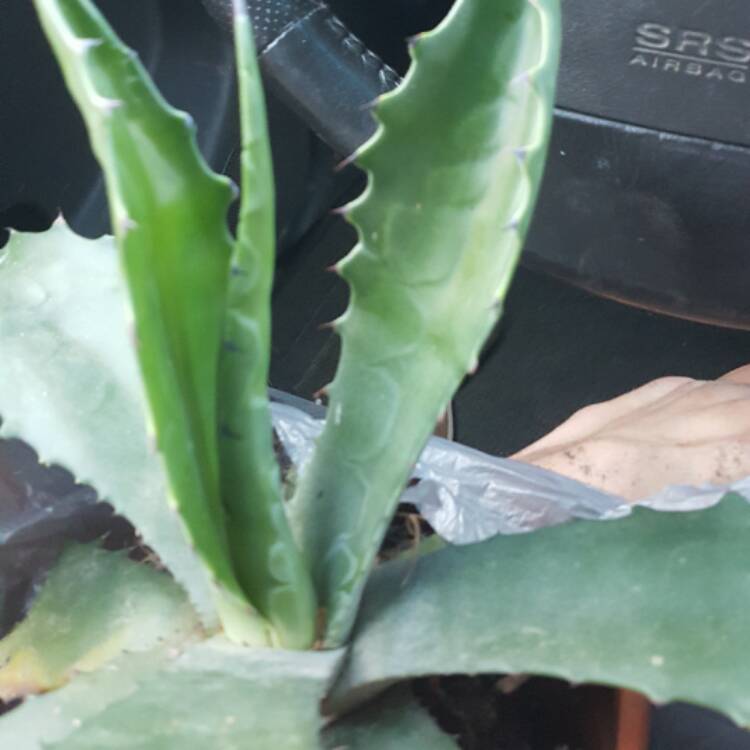 Plant image Agave zebra