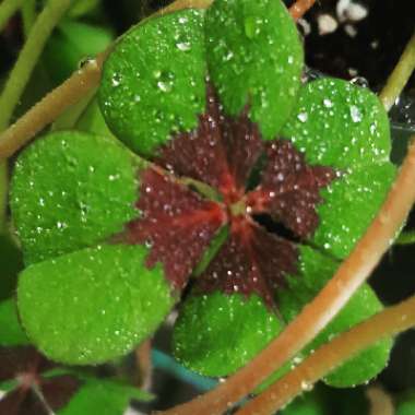 Oxalis tetraphylla 'Iron Cross'