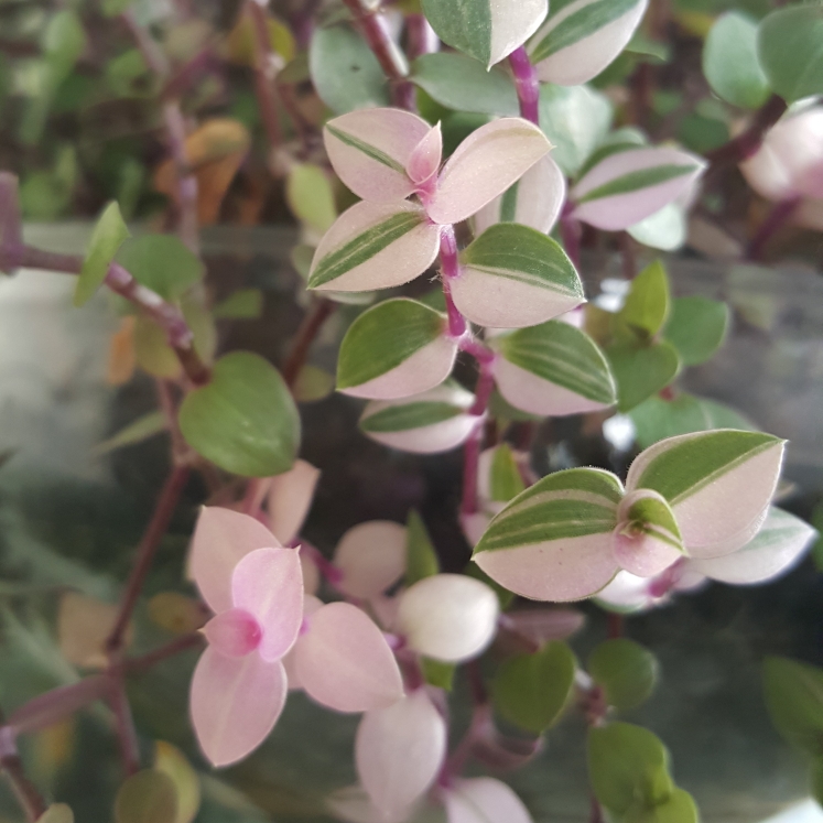 Plant image Callisia repens 'Variegata'