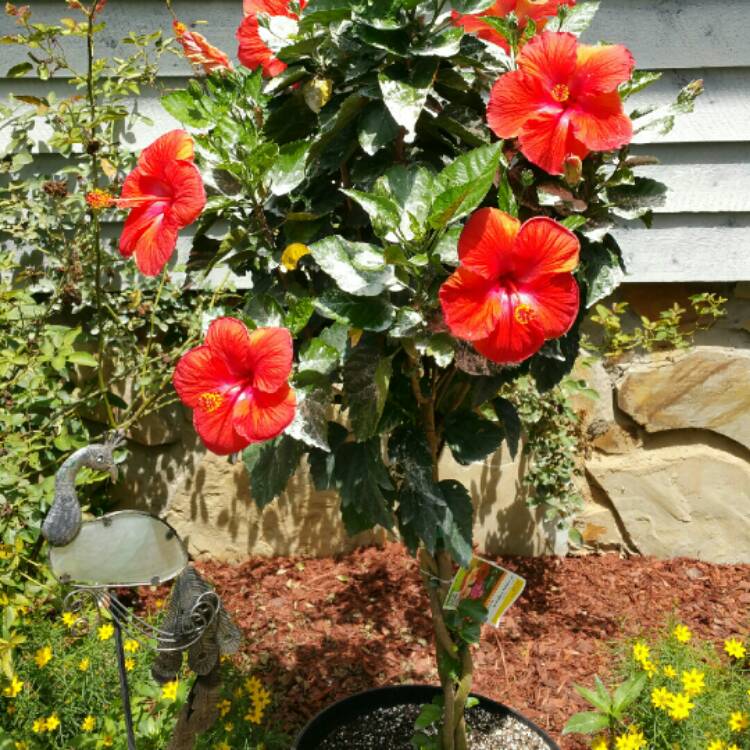 Plant image Hibiscus rosa-Sinensis 'Bimbos