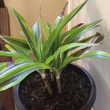 Striped Dracaena 'Lemon Surprise'