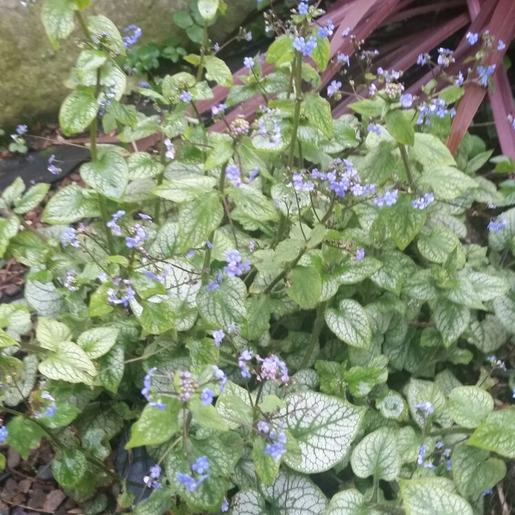 Siberian Bugloss 'Dawson's White'