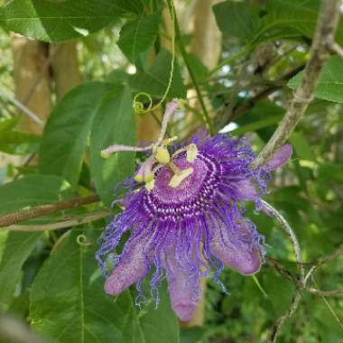 Lacey's garden