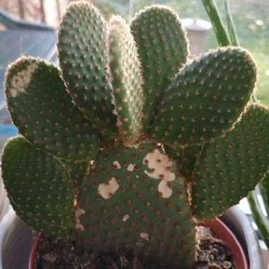 Opuntia microdasys rufida