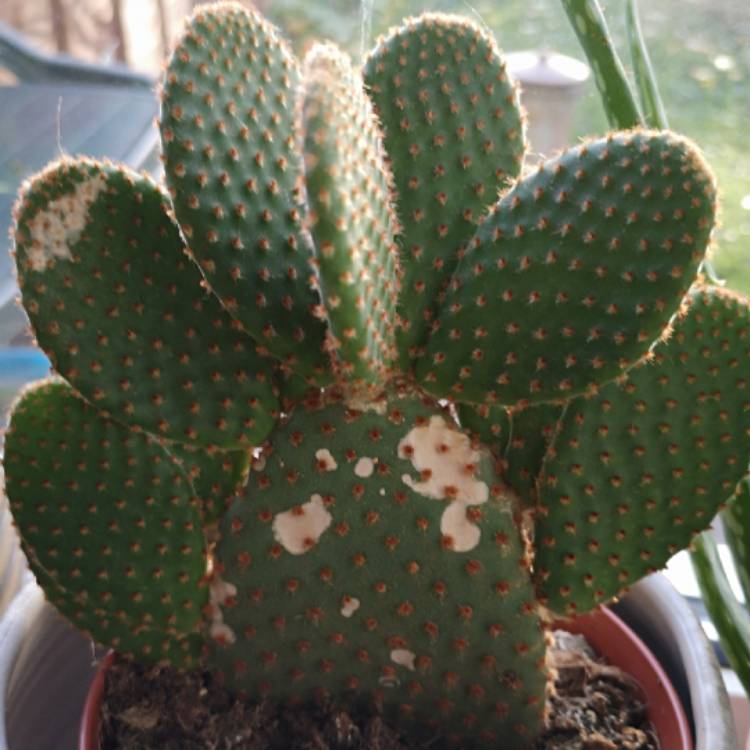 Plant image Opuntia microdasys rufida