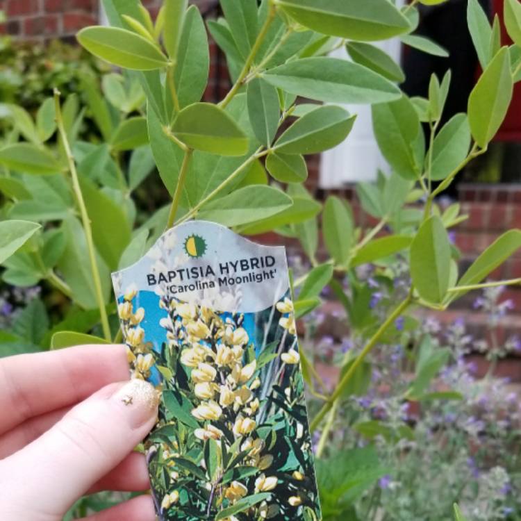 Plant image Baptisia 'Carolina Moonlight'