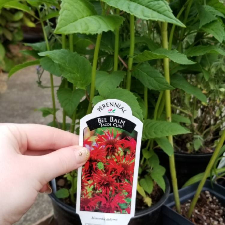 Plant image Monarda didyma 'Earl Grey'