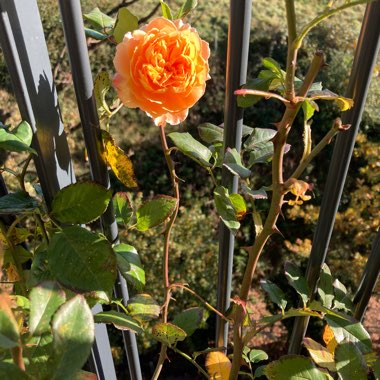 Rose 'Charles Austin' (Shrub)