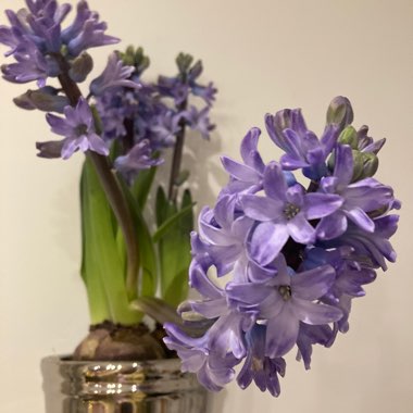 Hyacinth 'Delft Blue'