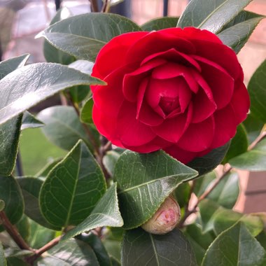 Camellia 'Adolphe Audusson'