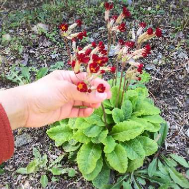 Primula veris 'Autumn Shades'