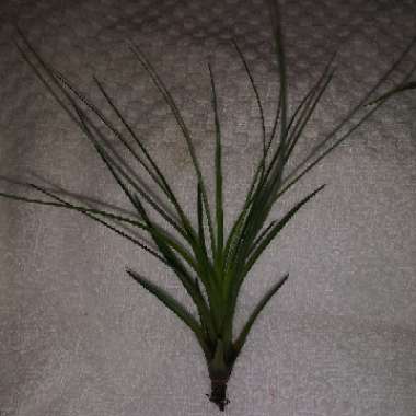 Tillandsia