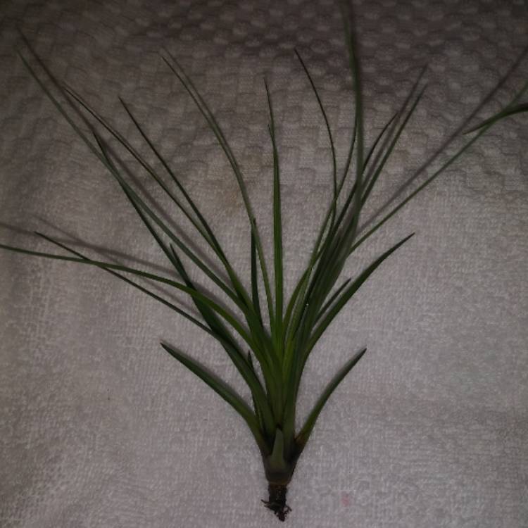 plant image 1297612