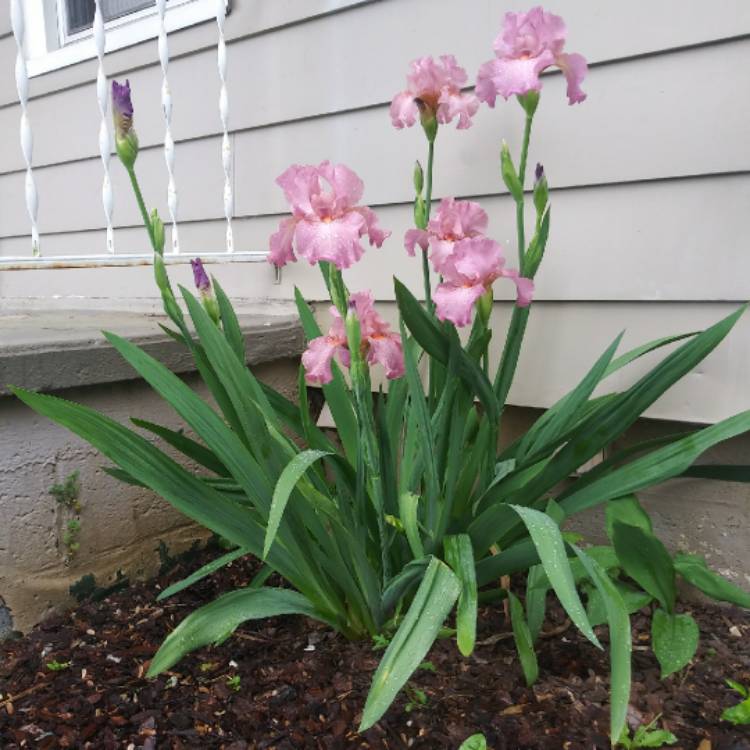 Plant image Iris x germanica 'Pink Empress'