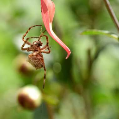 Jessica's garden