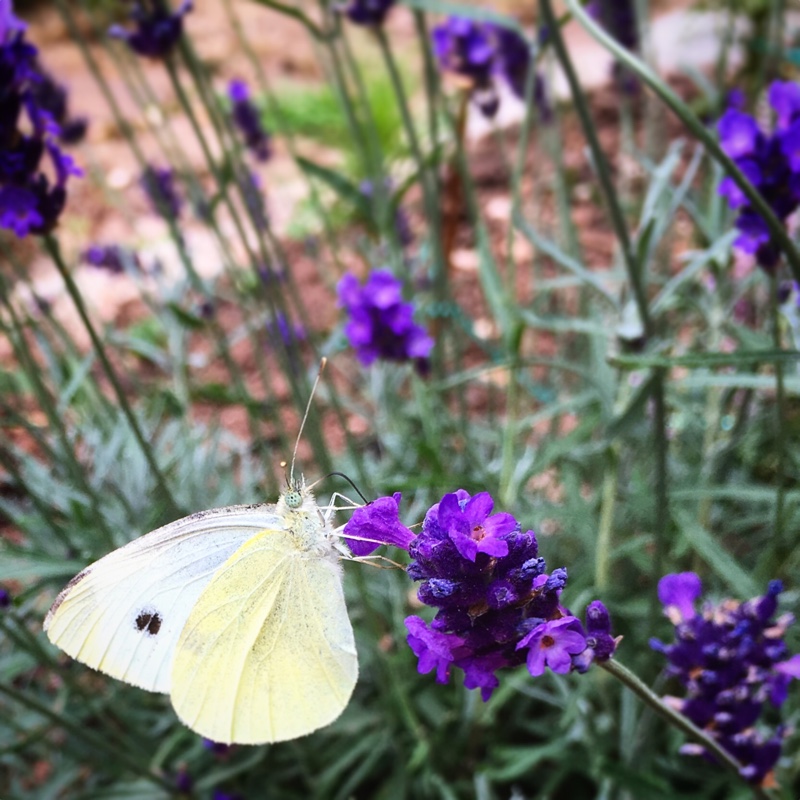 Plant image Lavandula angustifolia 'Imperial Gem'