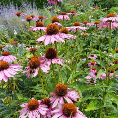 Coneflower 'Rubinstern'