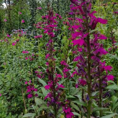 Lobelia 'Tania'