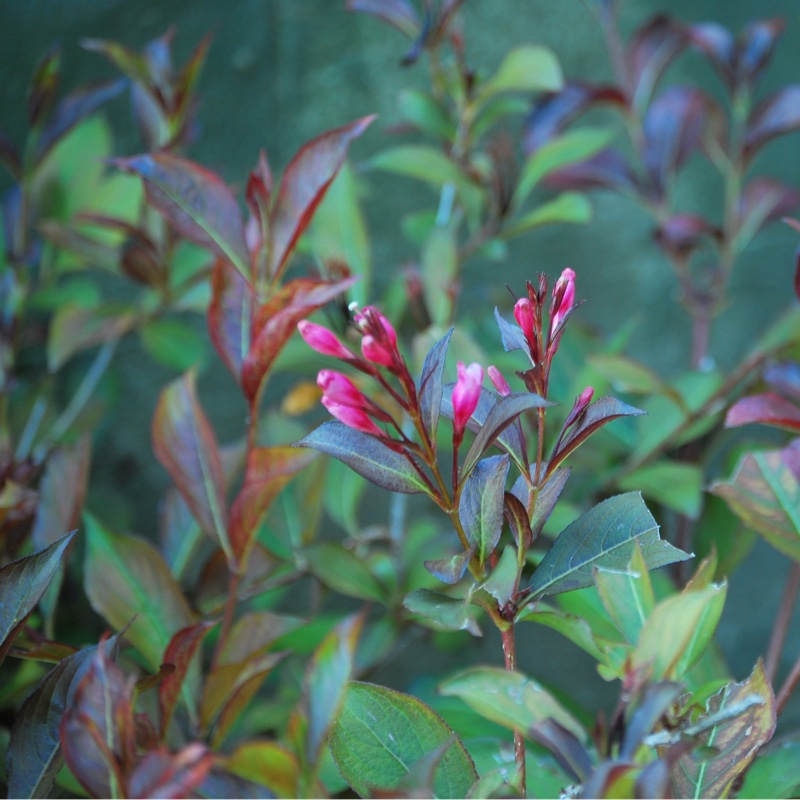 Plant image Weigela 'Dark Horse'