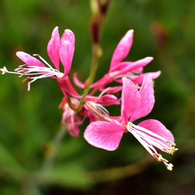 Oenothera lindheimeri 'Passionate Pink' syn. Gaura lindheimeri 'Passionate Pink'