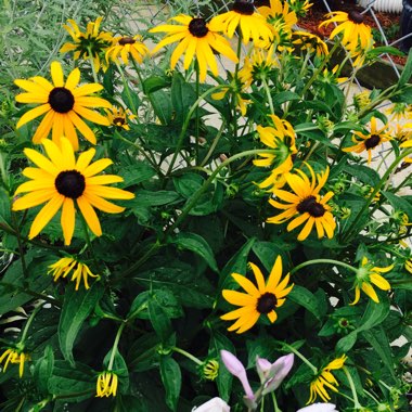 Rudbeckia fulgida var. sullivantii 'Little Goldstar'