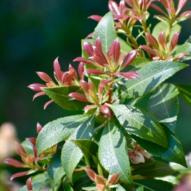 Pieris japonica 'Mountain Fire'